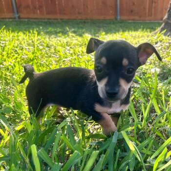 Ariel -  Chihuahua Dog for Adoption in Fort Worth, Texas - Ariel | PetCurious