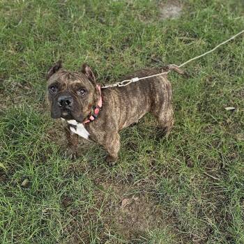 Buttercup so il -  French Bulldog Dog for Adoption in Shiloh, Illinois - Buttercup So Il | PetCurious