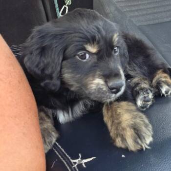 1 -  Golden Retriever and Australian Shepherd Dog for Adoption in Goltry, Oklahoma - 1 | PetCurious