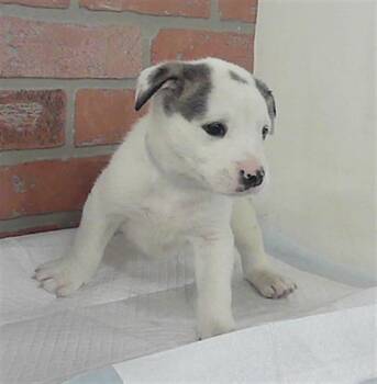 American Staffordshire Terrier and Mixed Breed Dogs Available for Adoption in Houston, Texas - A2070112 | PetCurious