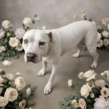 Marge -  Pit Bull Terrier Dog for Adoption in Seguin, Texas - Marge | PetCurious