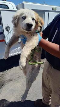 Border Collie and Mixed Breed Dogs Available for Adoption in El Paso, Texas - 60848685 | PetCurious