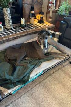Great Dane Dogs Available for Adoption in Mesa, Arizona - Pearl | PetCurious