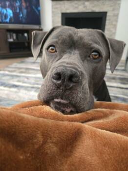 CRUMPET -  Pit Bull Terrier Dog for Adoption in Chandler, Arizona - CRUMPET | PetCurious