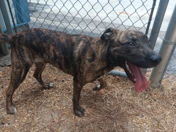 Jase -  Mixed Breed Dog for Adoption in North Little Rock, Arkansas - Jase | PetCurious