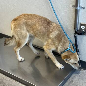 110872 -  Mixed Breed Dog for Adoption in Las Cruces, New Mexico - 110872 | PetCurious