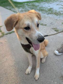 Fluke -  Australian Cattle Dog Blue Heeler and Mixed Breed Dog for Adoption in Grand Island, Nebraska - Fluke | PetCurious