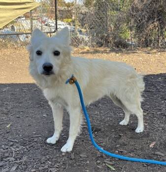 Rescue Mixed Breed Dogs for Adoption in Chamblee, Georgia - Ella | PetCurious