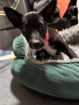Terrier Dogs Available for Adoption in New London, Wisconsin - Lilo | PetCurious