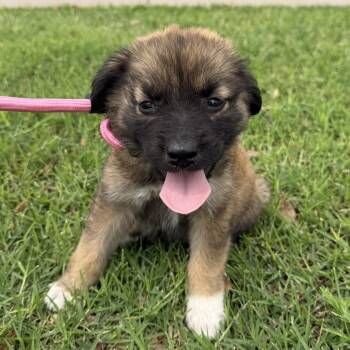 German Shepherd Dog Dogs Available for Adoption in Harlingen, Texas - Ruby | PetCurious