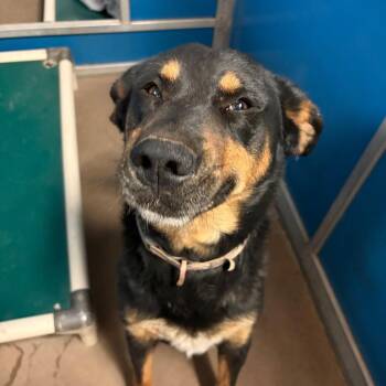 Nature -  Shepherd Dog for Adoption in Flagstaff, Arizona - Nature | PetCurious