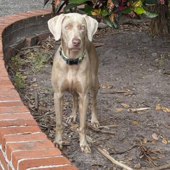 Rescue Weimaraner Dogs for Adoption in Lakewood Ranch, Florida - Rye | PetCurious