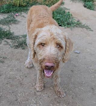 Benny -  Goldendoodle Dog for Adoption in Coeur D