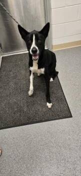 Ralphie -  Mcnab and Mixed Breed Dog for Adoption in Daphne, Alabama - Ralphie | PetCurious