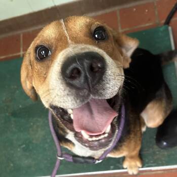 Walker -  Hound and Mixed Breed Dog for Adoption in West Point, Mississippi - Walker | PetCurious