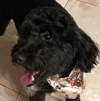 Snoopy-Courtesy Posting -  Aussiedoodle and Poodle Dog for Adoption in Somerville, Massachusetts - Snoopy-Courtesy Posting | PetCurious