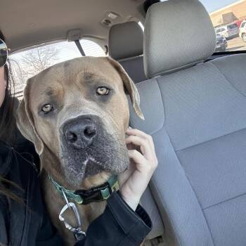 Mastiff and Labrador Retriever Dogs Available for Adoption - Lennox D10560 | PetCurious