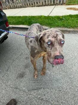 Great Dane Dogs Available for Adoption in Clairton, Pennsylvania - BEAR | PetCurious