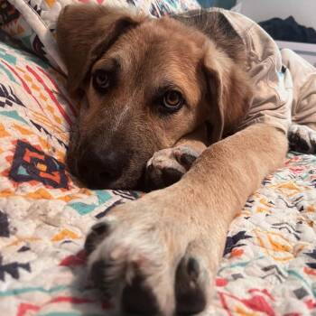 Harry -  Labrador Retriever and Shepherd Dog for Adoption in Woodstock, Ontario - Harry | PetCurious