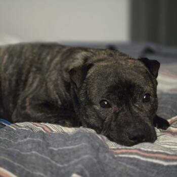 Mixed Breed Dogs Available for Adoption in Belfair, Washington - Mr. T | PetCurious