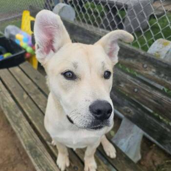 Pound Dog-Lucy #189277 Courtesy Listing -  Labrador Retriever and Shepherd Dog for Adoption in Rootstown, Ohio - Pound Dog-Lucy #189277 Courtesy Listing | PetCurious
