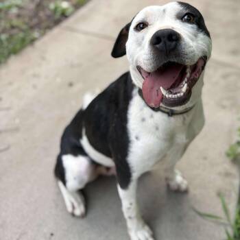Rescue American Staffordshire Terrier Dogs for Adoption in Hillsborough, North Carolina - Montana | PetCurious