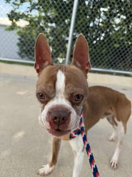Charlie -  Boston Terrier Dog for Adoption in Portland, Maine - Charlie | PetCurious