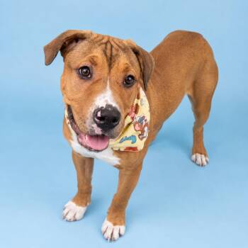 Sentry -  Pit Bull Terrier Dog for Adoption in Martinez, California - Sentry | PetCurious