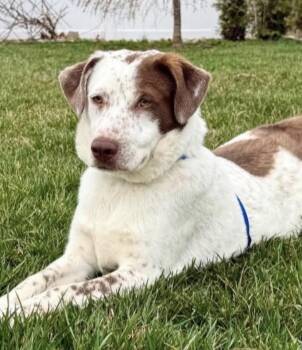 Australian Shepherd and Catahoula Leopard Dog Dogs Available for Adoption - Mickey | PetCurious