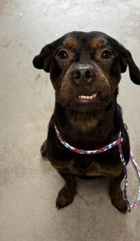 *Sundance* -  Rottweiler Dog for Adoption in Salt Lake City, Utah - *Sundance* | PetCurious