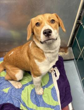 HEART -  Labrador Retriever Dog for Adoption in Houston, Texas - HEART | PetCurious