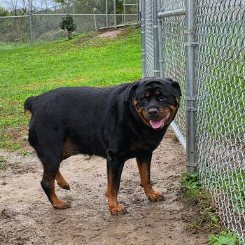 Angel -  Rottweiler Dog for Adoption in Marshalltown, Iowa - Angel | PetCurious