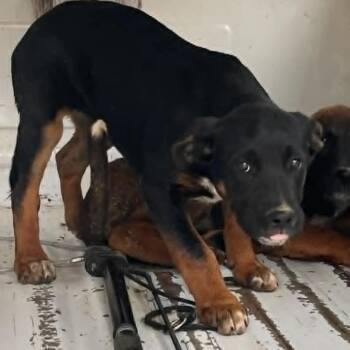 German Shepherd Dog and Mixed Breed Dogs Available for Adoption in Wilmington, Delaware - Cream | PetCurious