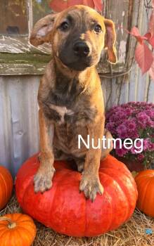 Nutmeg -  Shepherd Dog for Adoption in Roxbury Township, New Jersey - Nutmeg | PetCurious