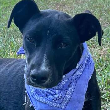 Rescue Terrier and Labrador Retriever Dogs for Adoption in Wadena, Minnesota - Sue | PetCurious