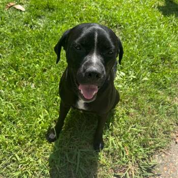 Gangster -  Mixed Breed Dog for Adoption in Columbus, Georgia - Gangster | PetCurious