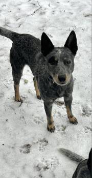 Rescue Australian Cattle Dog Blue Heeler Dogs for Adoption in Inez, Texas - Blue | PetCurious