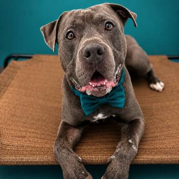Sulphur -  Mixed Breed Dog for Adoption in Binghamton, New York - Sulphur | PetCurious