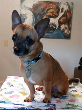 Gizmo -  Chihuahua Dog for Adoption in Eastman, Georgia - Gizmo | PetCurious