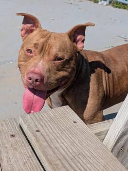 Staffordshire Bull Terrier Dogs Available for Adoption in Plainfield, New Jersey - Kane | PetCurious
