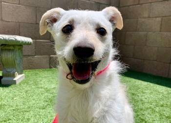 SAVE ME PLEASE FRED IDA551135 -  Wire Fox Terrier and Maltese Dog for Adoption in San Marcos, California - SAVE ME PLEASE FRED IDA551135 | PetCurious