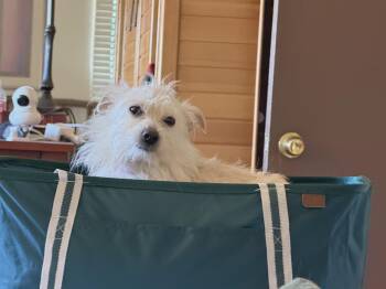 Rescue Terrier Dogs for Adoption in Loveland, Colorado - BUDDY | PetCurious