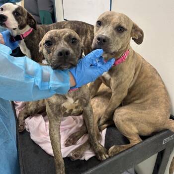 Priscilla -  Mixed Breed Dog for Adoption in West Chester, Pennsylvania - Priscilla | PetCurious