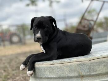American Bully and Mixed Breed Dogs Available for Adoption in Marion, Texas - Boone- Man