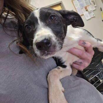 Molly Jane - 082813U -  Australian Shepherd and Mixed Breed Dog for Adoption in Tupelo, Mississippi - Molly Jane - 082813U | PetCurious