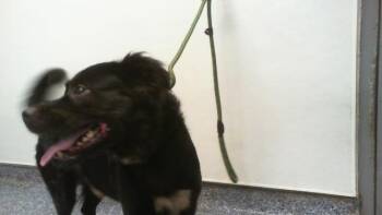 A1269937 -  Australian Shepherd and Mixed Breed Dog for Adoption in Charlotte, North Carolina - A1269937 | PetCurious