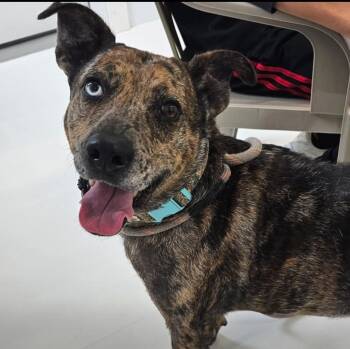 Mountain Cur Dogs Available for Adoption in Le Mars, Iowa - Rosanna | PetCurious