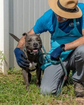 Essence -  Mixed Breed Dog for Adoption in Chamblee, Georgia - Essence | PetCurious