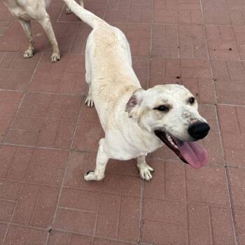 Katie -  Yellow Labrador Retriever Dog for Adoption in Spring, Texas - Katie | PetCurious