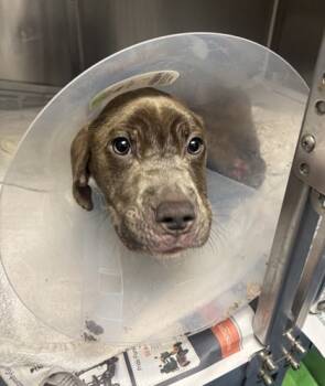 Rescue Mixed Breed Dogs for Adoption in Chamblee, Georgia - Benjamin Buttons - IN FOSTER | PetCurious